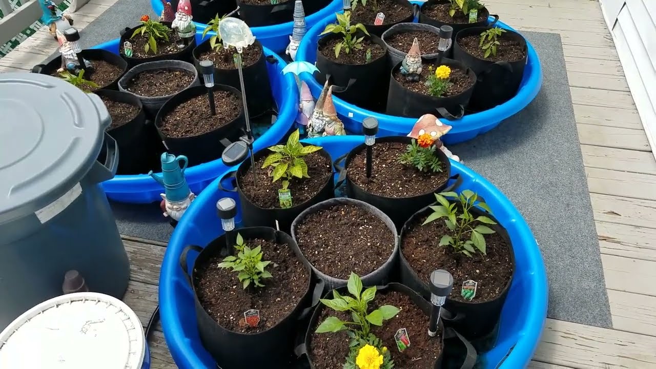 Kiddie Pool , Grow Bag System Update - Working Great so far...