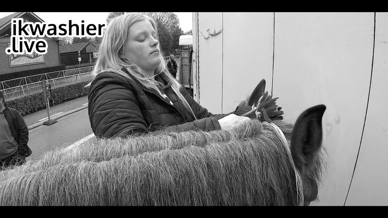 Belgisch Trekpaard toiletteren - ikwashier.live in Evergem - Belgian Draft Horse braiding