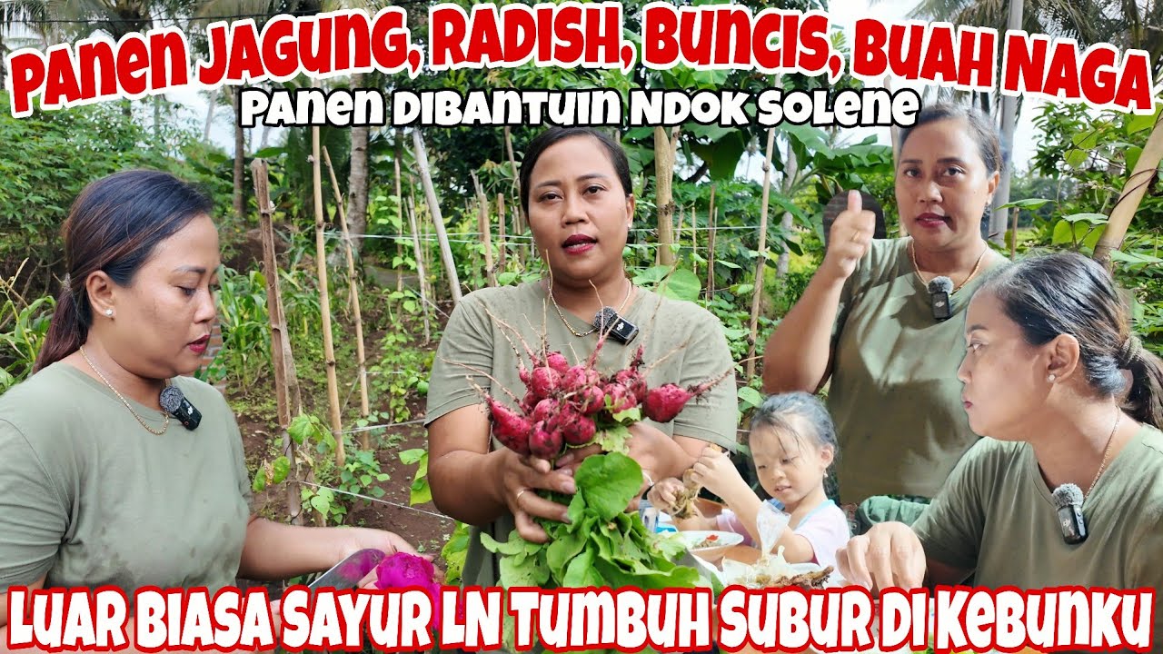 AKHIRNYA BISA PANEN SAYURAN YG BIASANYA DI TANAMAN DI LUAR NEGRI‼️PANEN JAGUNG PENINGGALAN PAK APIK