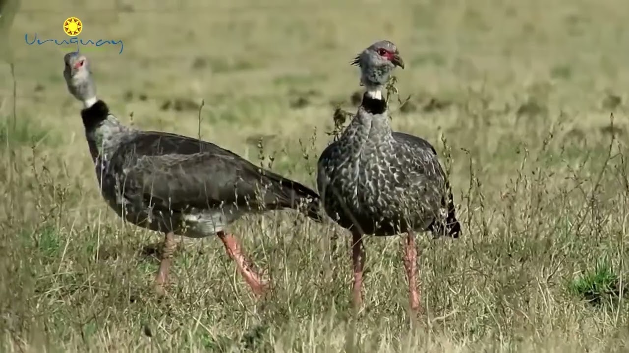 El Chaj&aacute;, ciclo de aves en Uruguay por dentro, programa 4 de Noviembre.