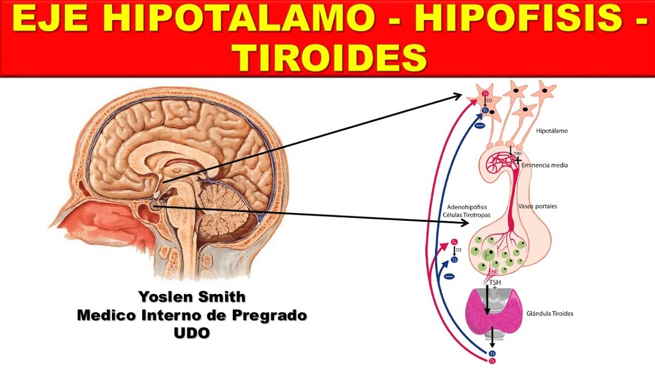 EJE HIPOTALAMO-HIPOFISIS-TIROIDES ¡FÁCIL Y SENCILLO!