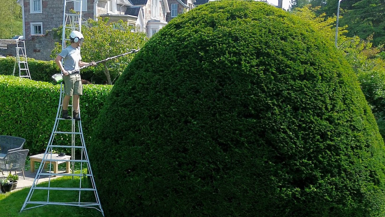 Cutting our most beautiful hedges! 