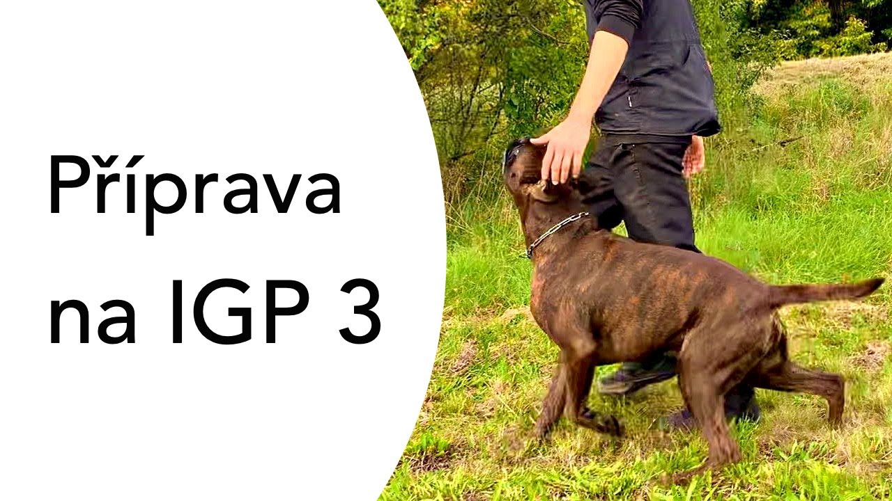 #107 Příprava na IGP 3 (poslušnost)