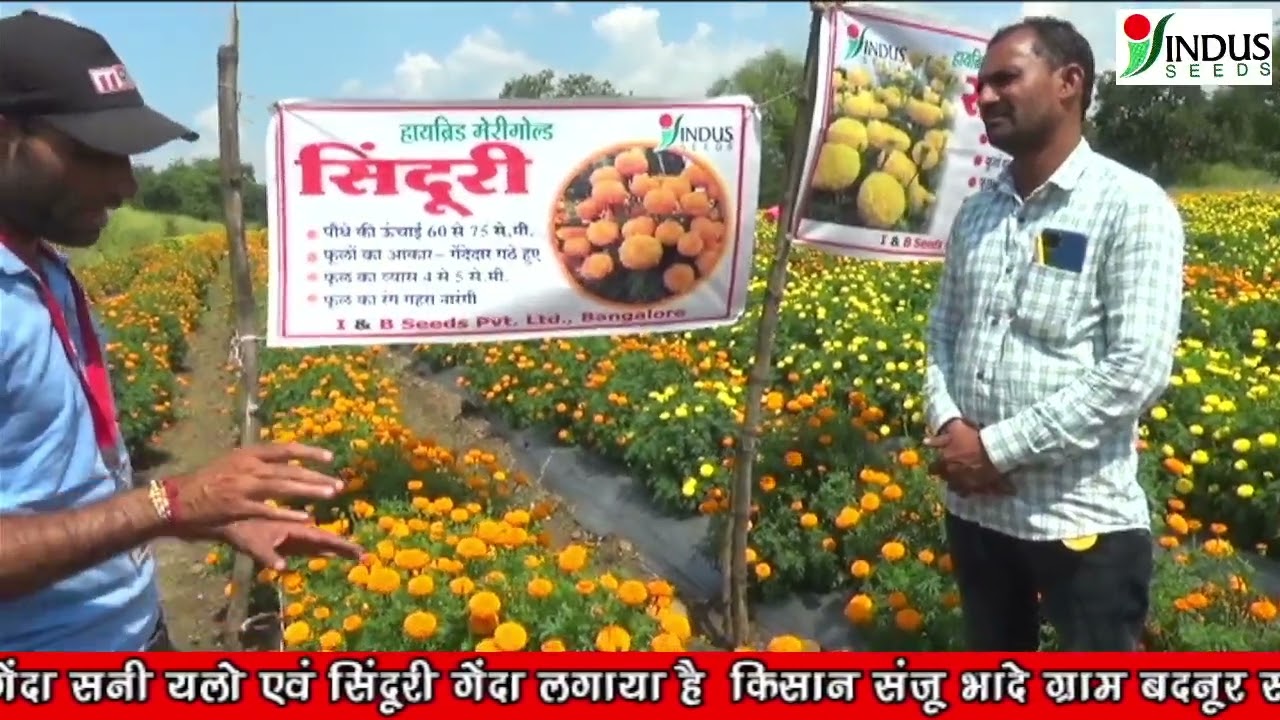 Marigold Indus Seeds