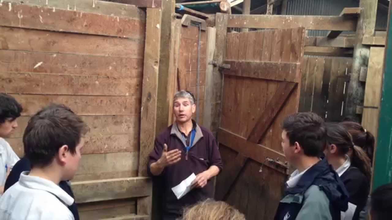 Deer Farming in the Waikato
