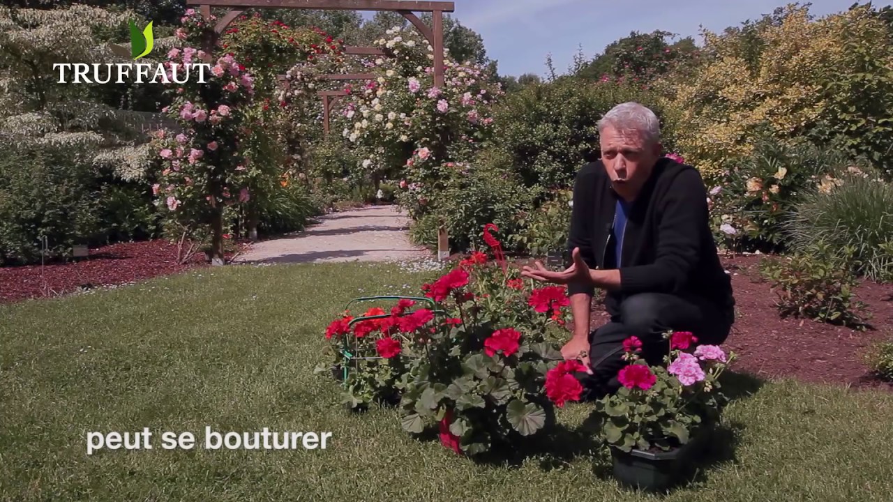 Découvrir les géranium et bien les planter - Truffaut