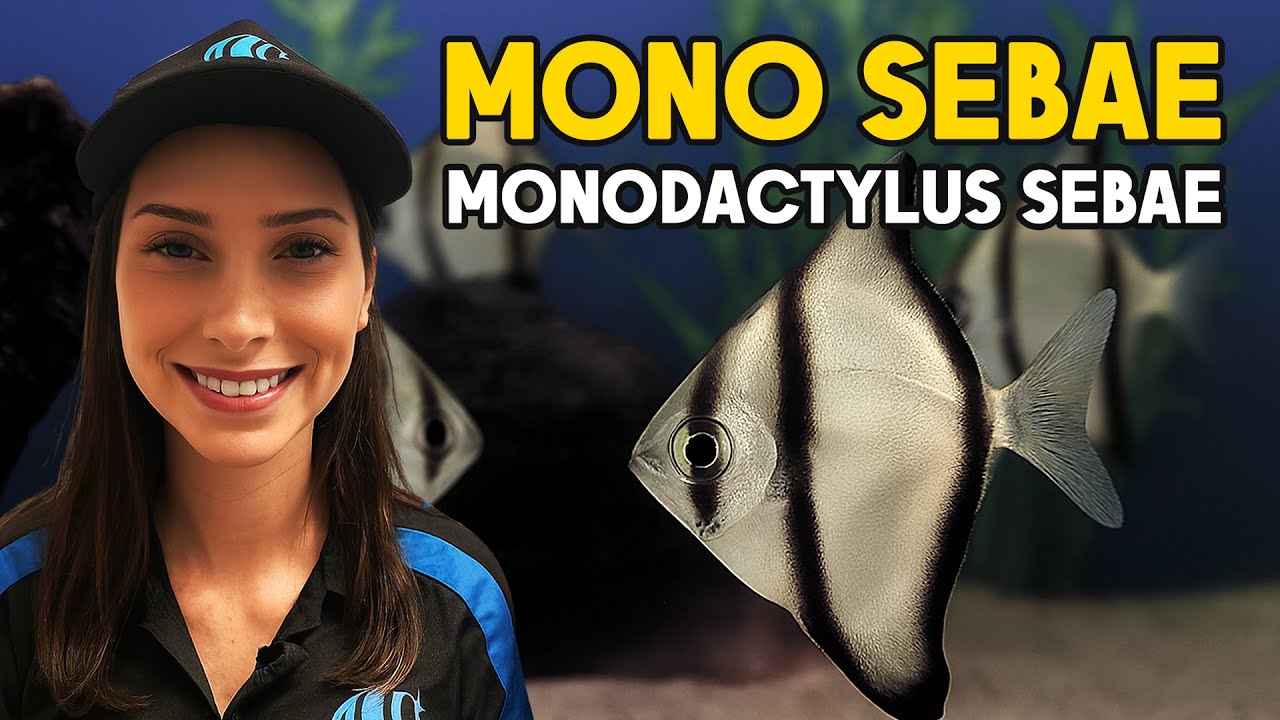 Mono Sebae: рыбка-шедевр, которую заслуживает ваш аквариум