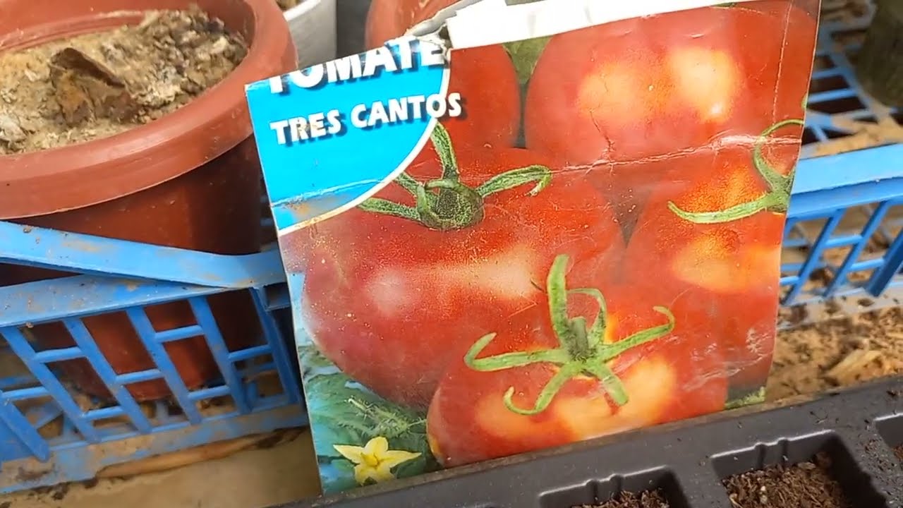 للمبتدئين غرس الطماطم من البذرة الى الثمرة/Pour les débutants comment cultiver des tomates