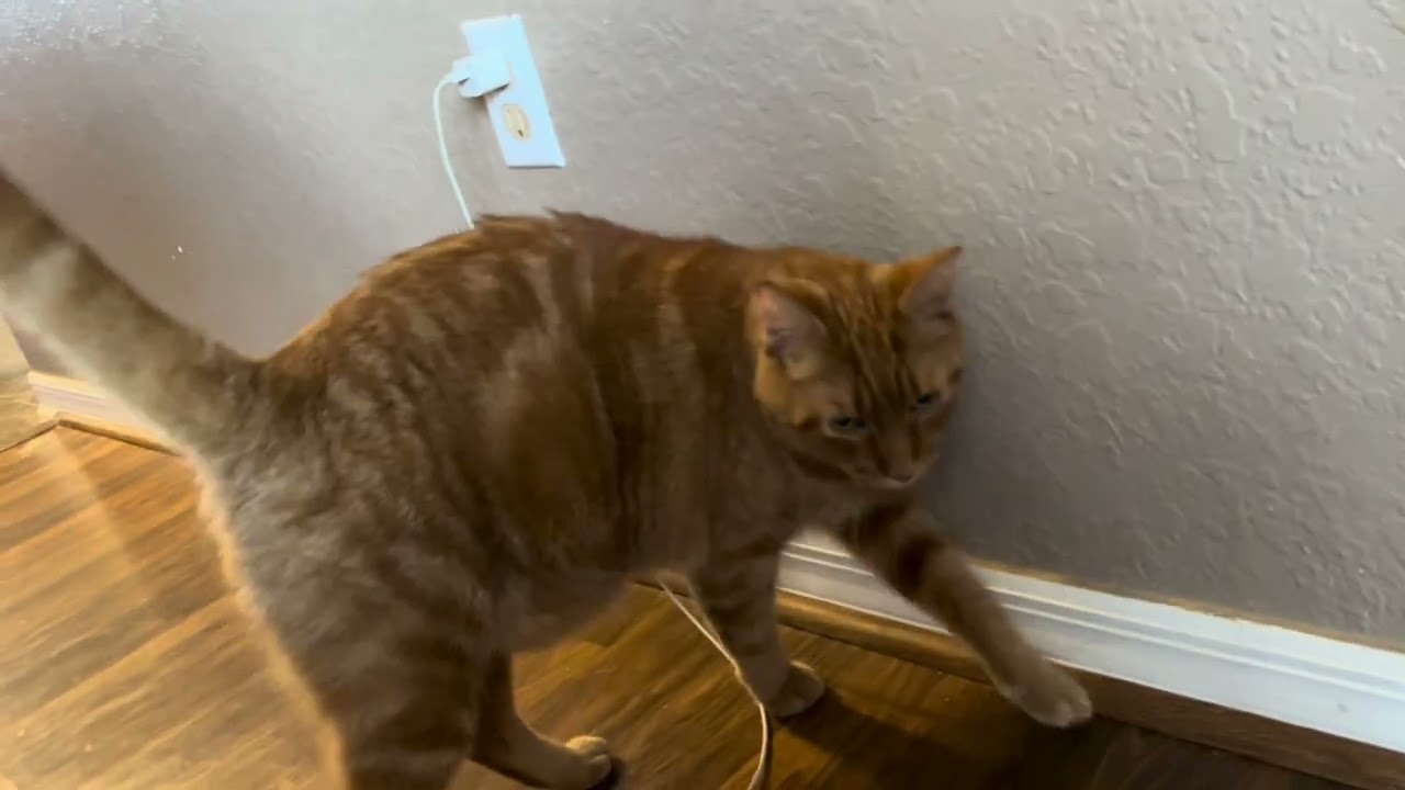 TRUMPY GETS SLAP HAPPY