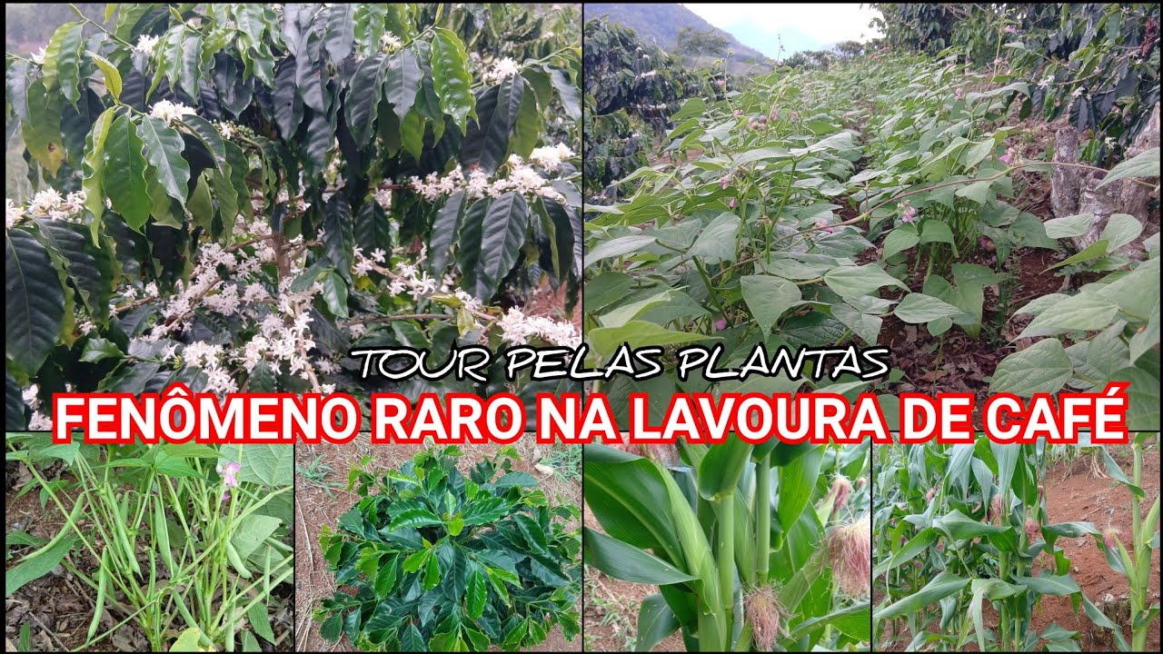 OLHA ESSE FENÔMENO RARO NAS MINHAS LAVOURAS DE CAFÉ/ROÇA DE FEIJÃO CARREGANDO DE VAGENS NA MONTANHA