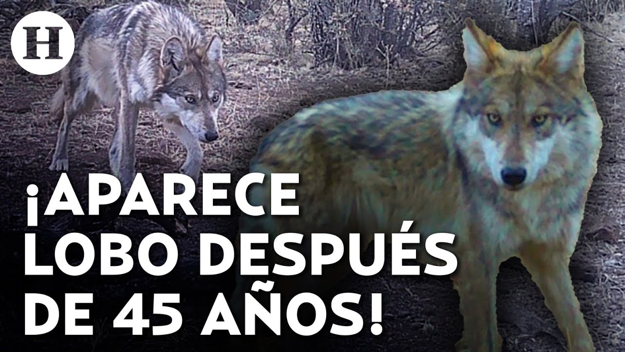 ¿Lobo mexicano se salva de la extinción? Detectan a lobo nacido en libertad en Chihuahua