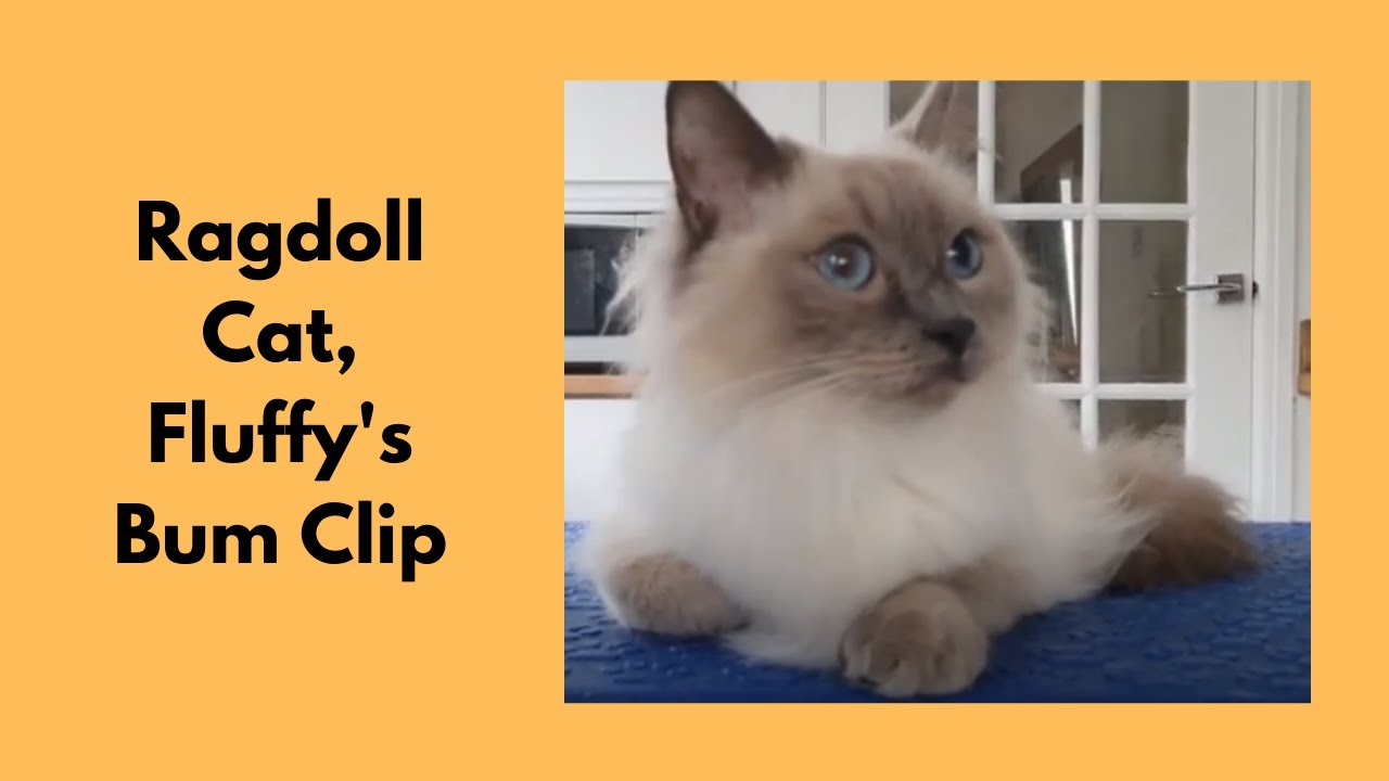 Ragdoll Cat - Bum Clip