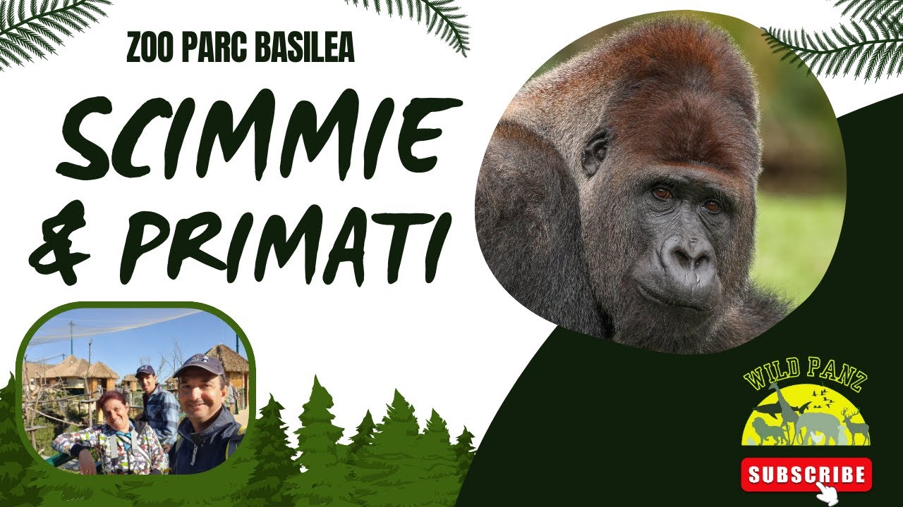 SCIMMIE & PRIMATI allo ZOO di BASILEA #animals #animali #animaux #zoo  #parks #travel #nature #wild
