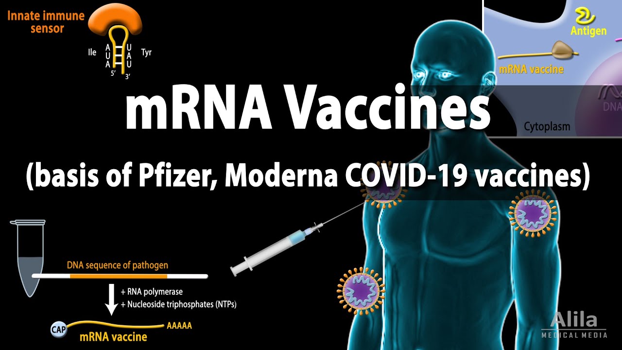 РНК-вакцины (мРНК-вакцина) – основа вакцин Pfizer и Moderna против COVID-19, анимация