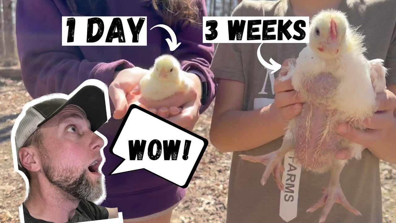 Comparing the growth of our Cornish Cross Meat Chickens!