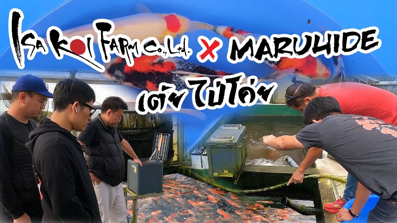 EP 2 : ไปโค่ย พาไป!! ลุยกันต่อกับ Isa Koi Farm และ Maruhide Koi Farm