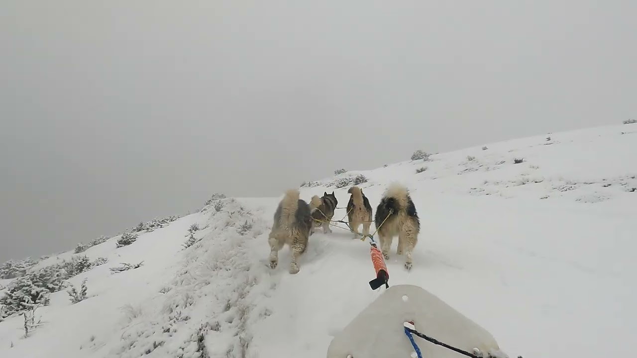 Traineau avec les 4 Malamutes à Hautacam avec une bonne glisse, mais une météo pas top