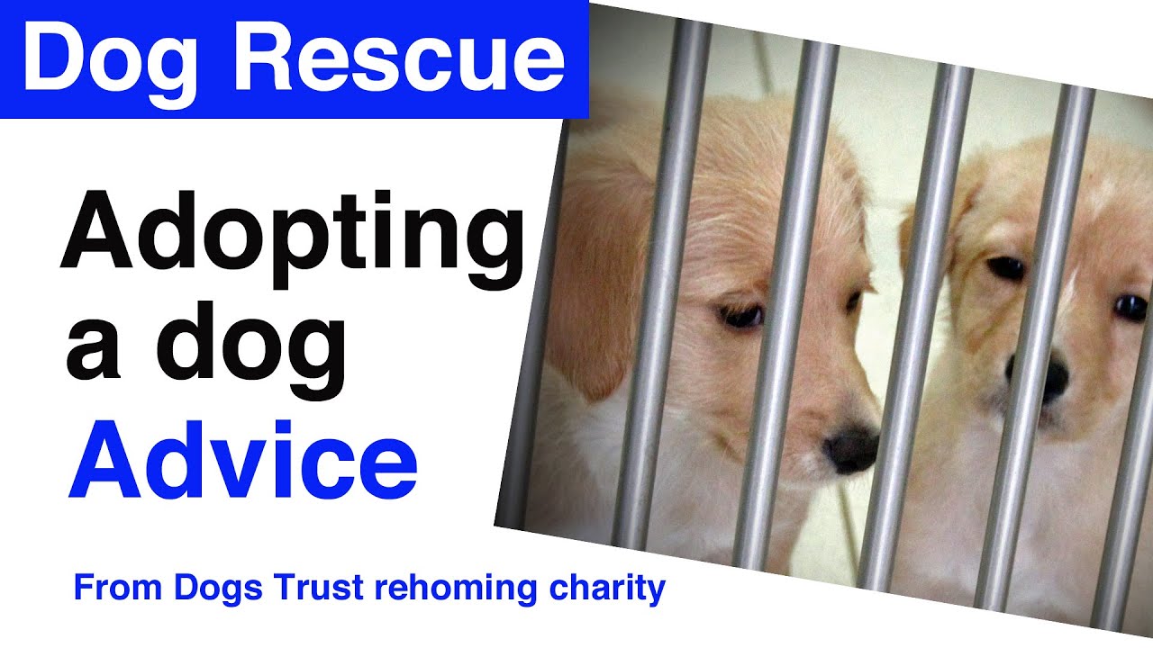 Dog Rescue Advice | Tips from Dogs Trust if you're thinking of rehoming a dog