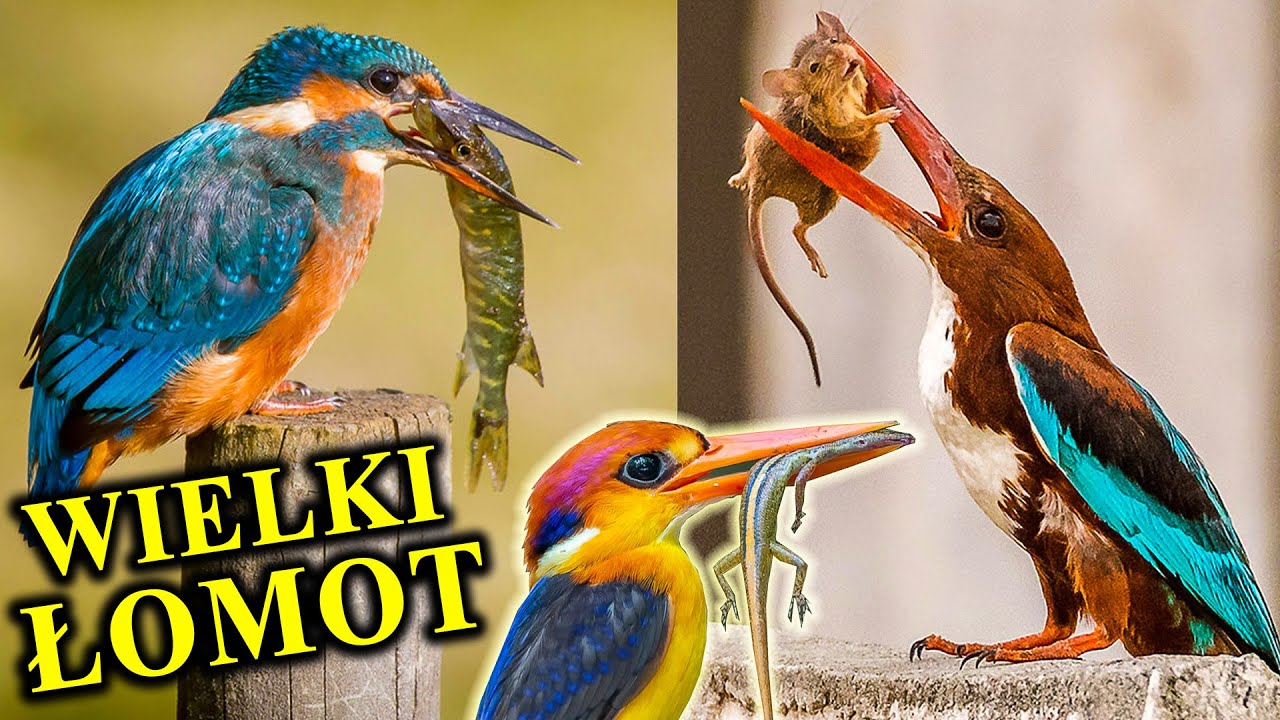 Uderzeniem Ogłusza Ryby, Gady, Ssaki - ZIMORODEK i Jego Rodzina