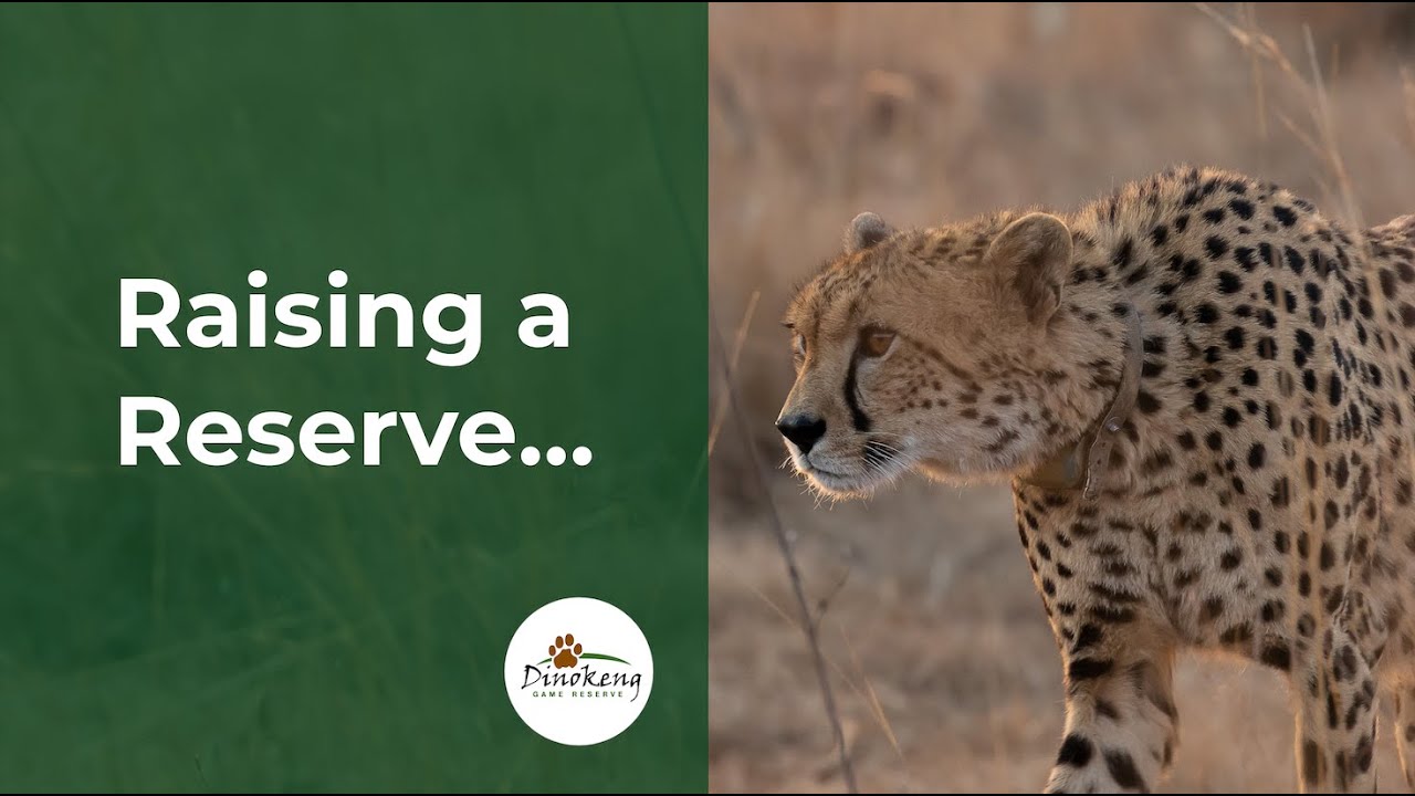 Dinokeng Game Reserve: Raising a Reserve