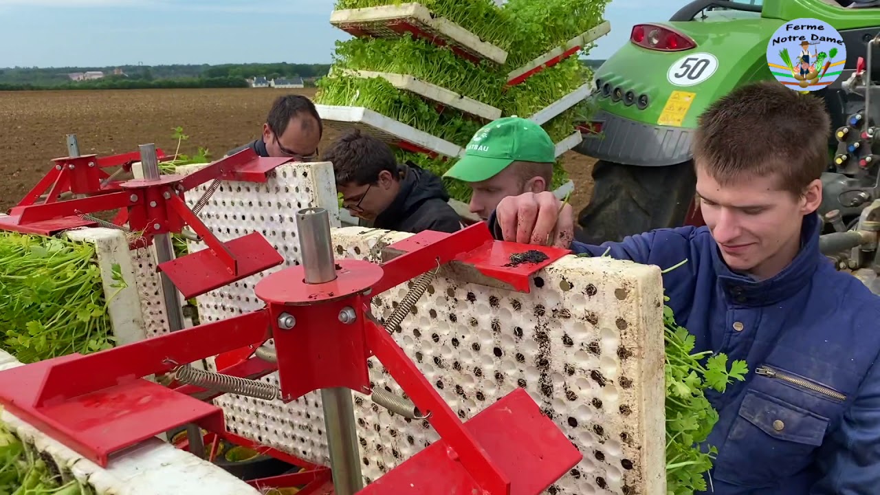 Plantation des céleris