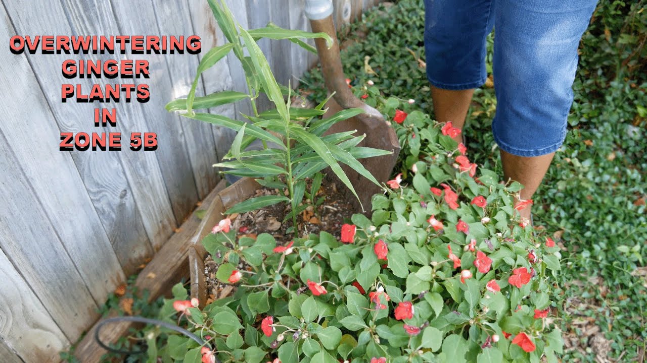 Tips On Overwintering Ginger Plants In Growing Zone 5b