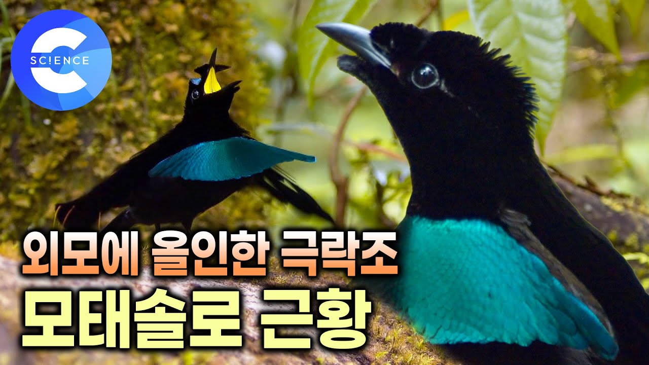 도대체 뭐가 문제일까? 열심히 춤만 추고 암컷의 선택을 받지 못한 극락조 | 아름답기로 유명한 새 | 다큐프라임