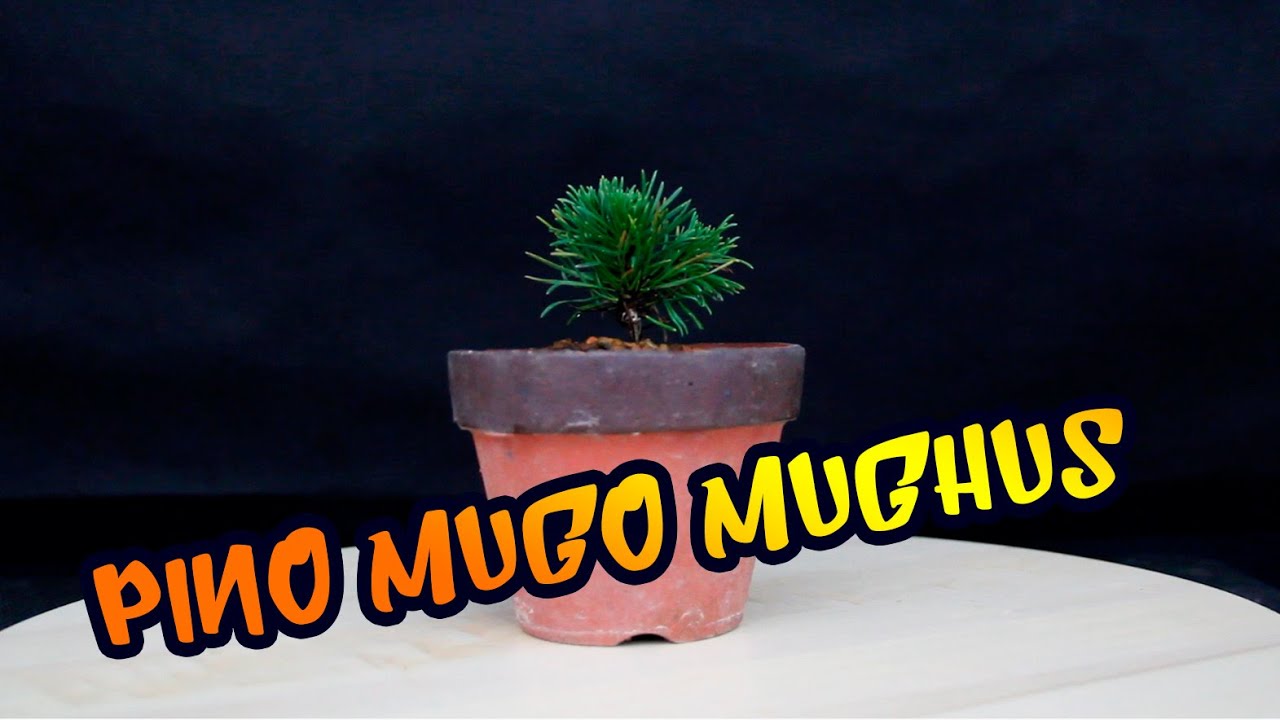 Pinus mugo mughus | Pino enano