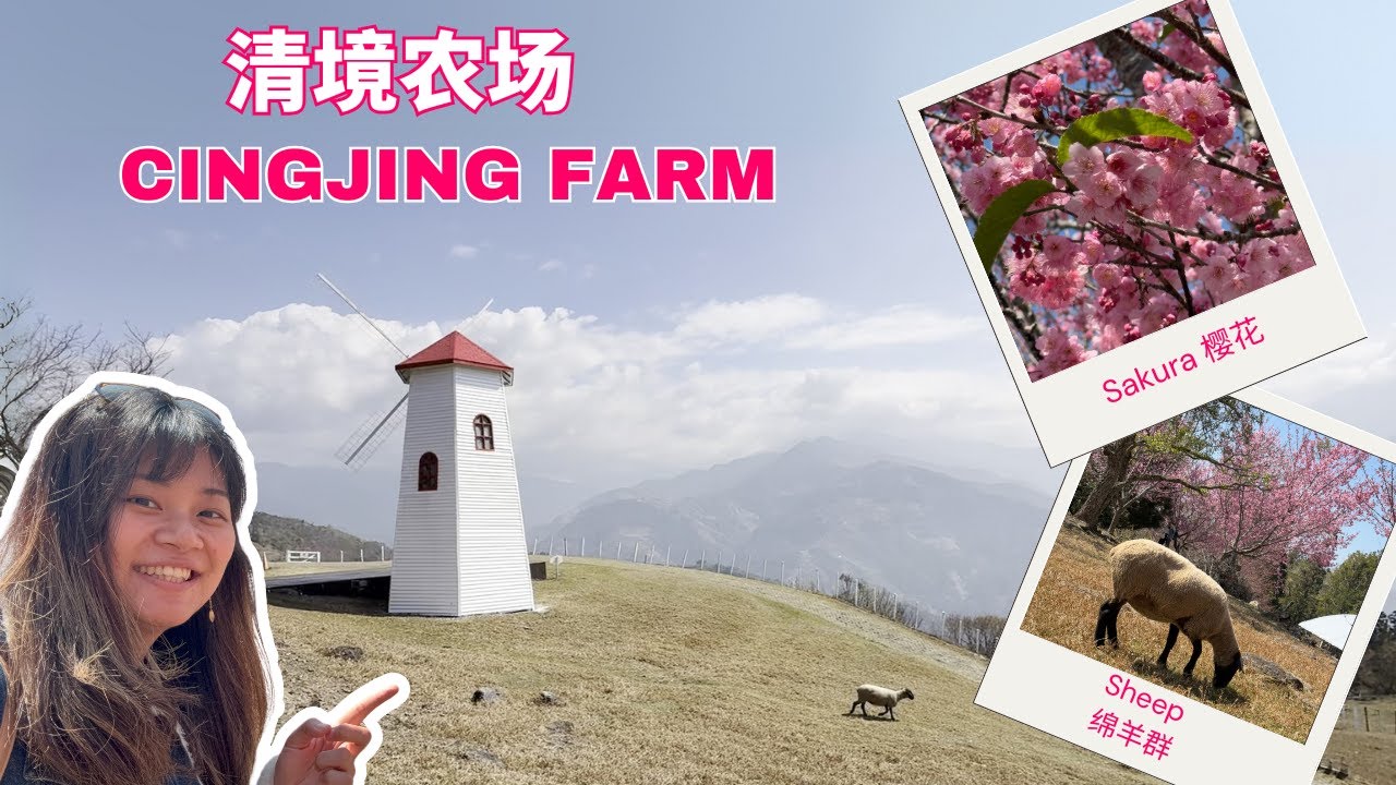 Cingjing Farm Tips & To-dos: Sakura Blooms, Equestrian Show and Cingjing Skywalk｜清境农场：樱花季马术秀高空步道 🌸🐑✨