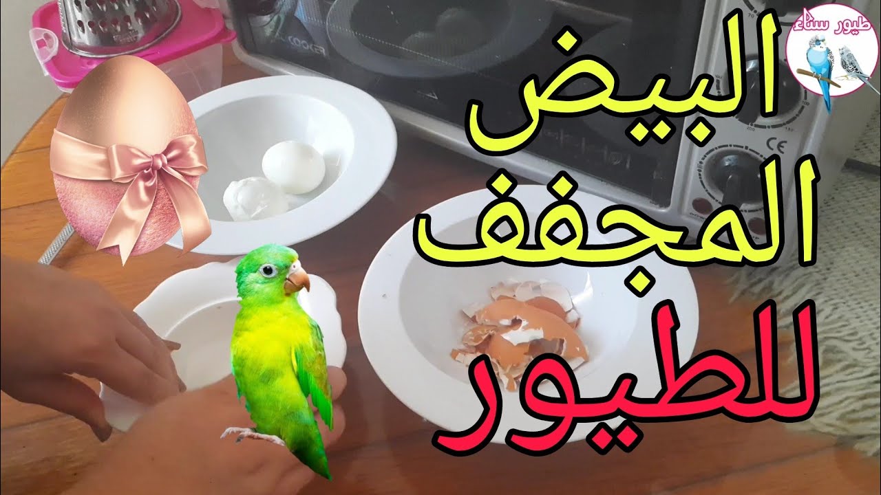 تحضير البيض المجفف للطيور 🥚