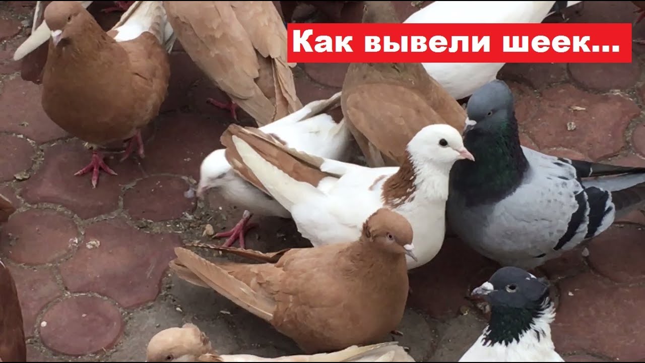 Возможно так вывели бакинских шеек ...