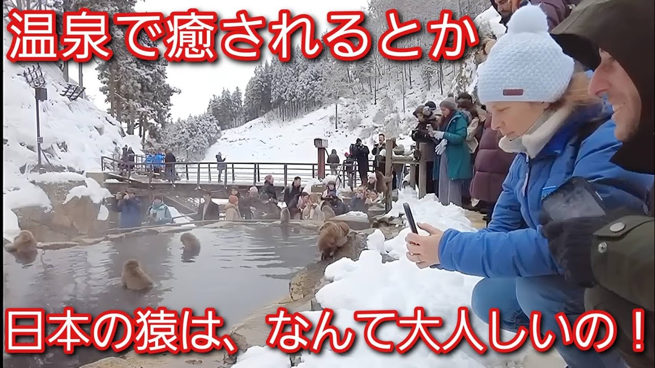 温泉で癒されるとか日本の猿はなんて大人しいの！外国人観光客が驚きを隠せない。