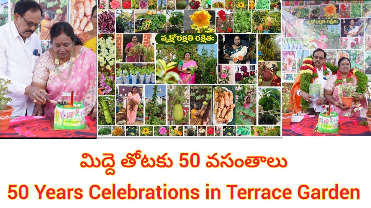 మిద్దె తోటకు 50 వసంతాలు | 50 Years Celebrations In Terrace Garden | Shankari Garden
