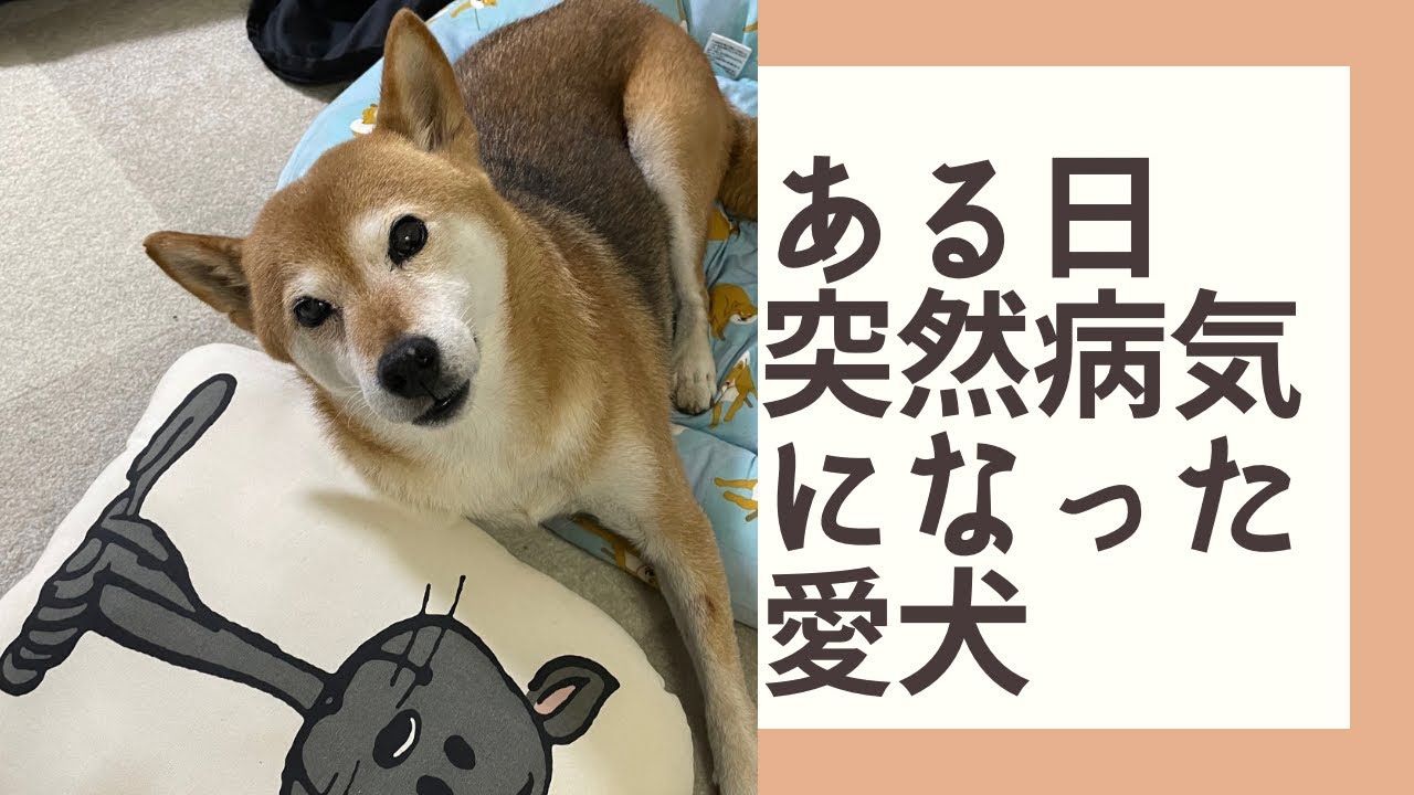 愛犬が突然、前庭疾患を発症しました