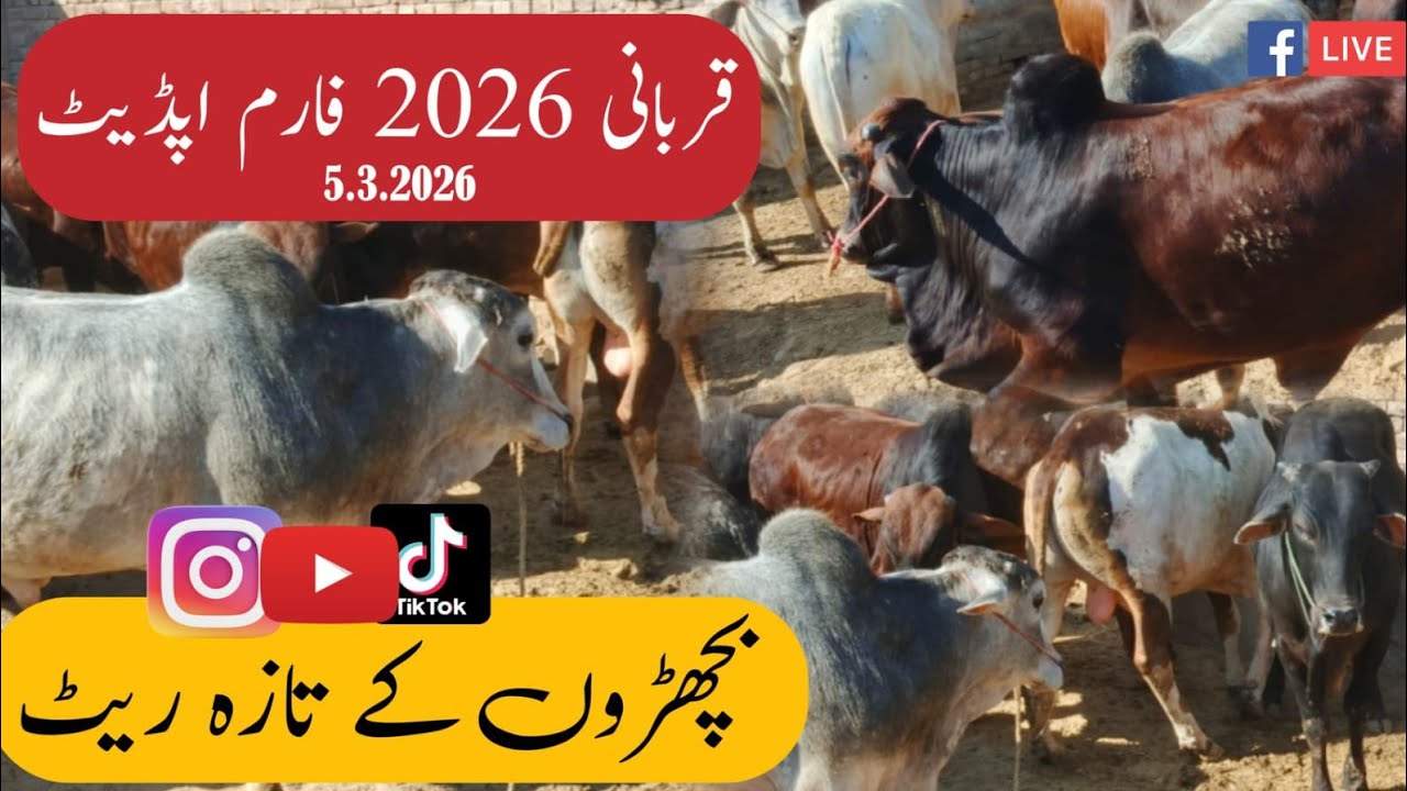 Qurbani 2026 Farm Update | Bachray Ke Latest Rate | Bahawalnagar Qavi Baba Farm Visit