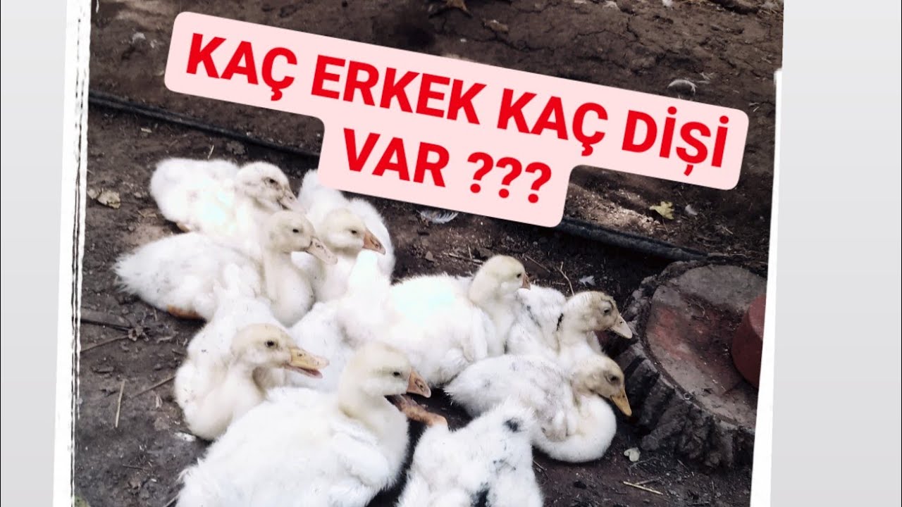 YAVRU ÖRDEKLERDE CİNSİYET AYRIMI  NASIL YAPILIR ?