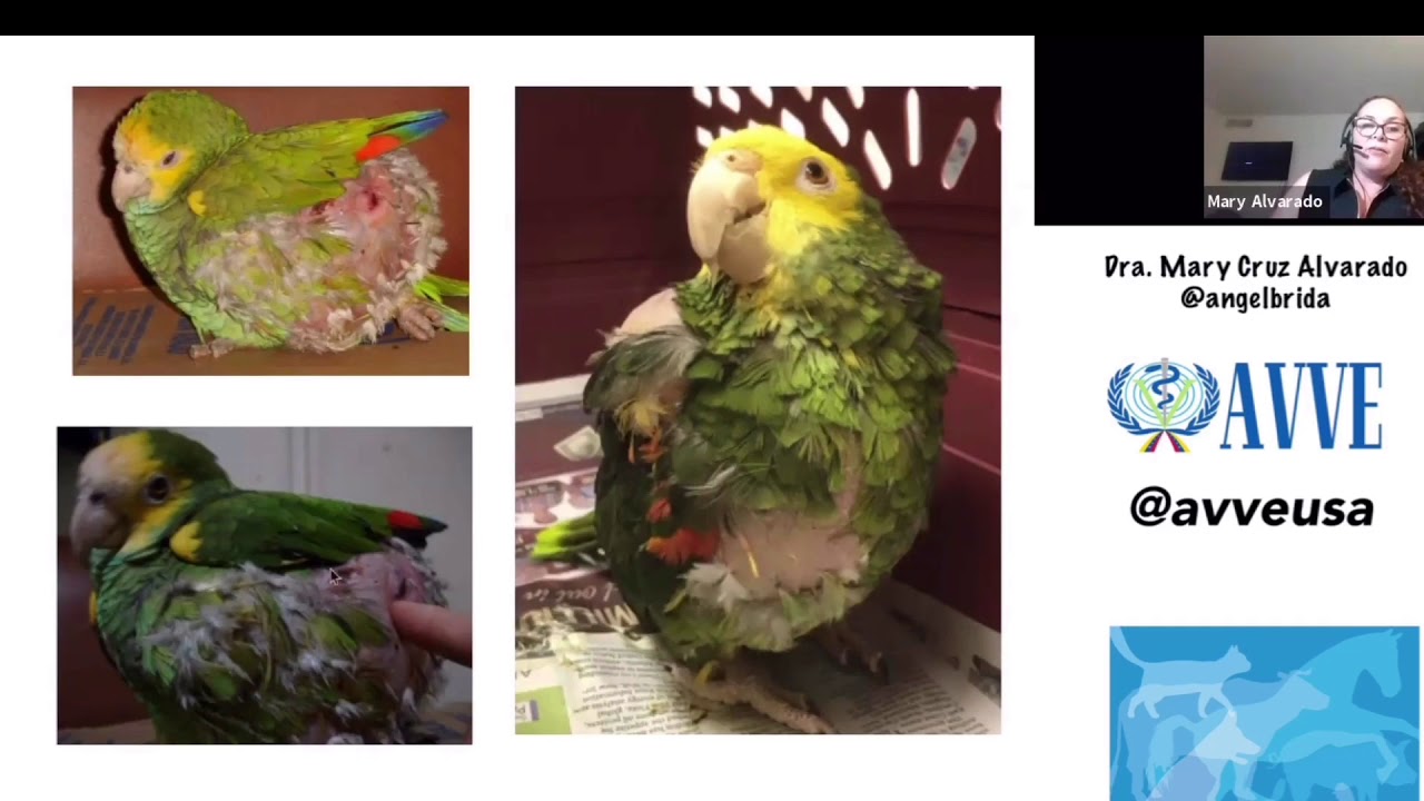 Introduccion a la medicina de aves silvestres. Dra Mary Cruz Alvarado
