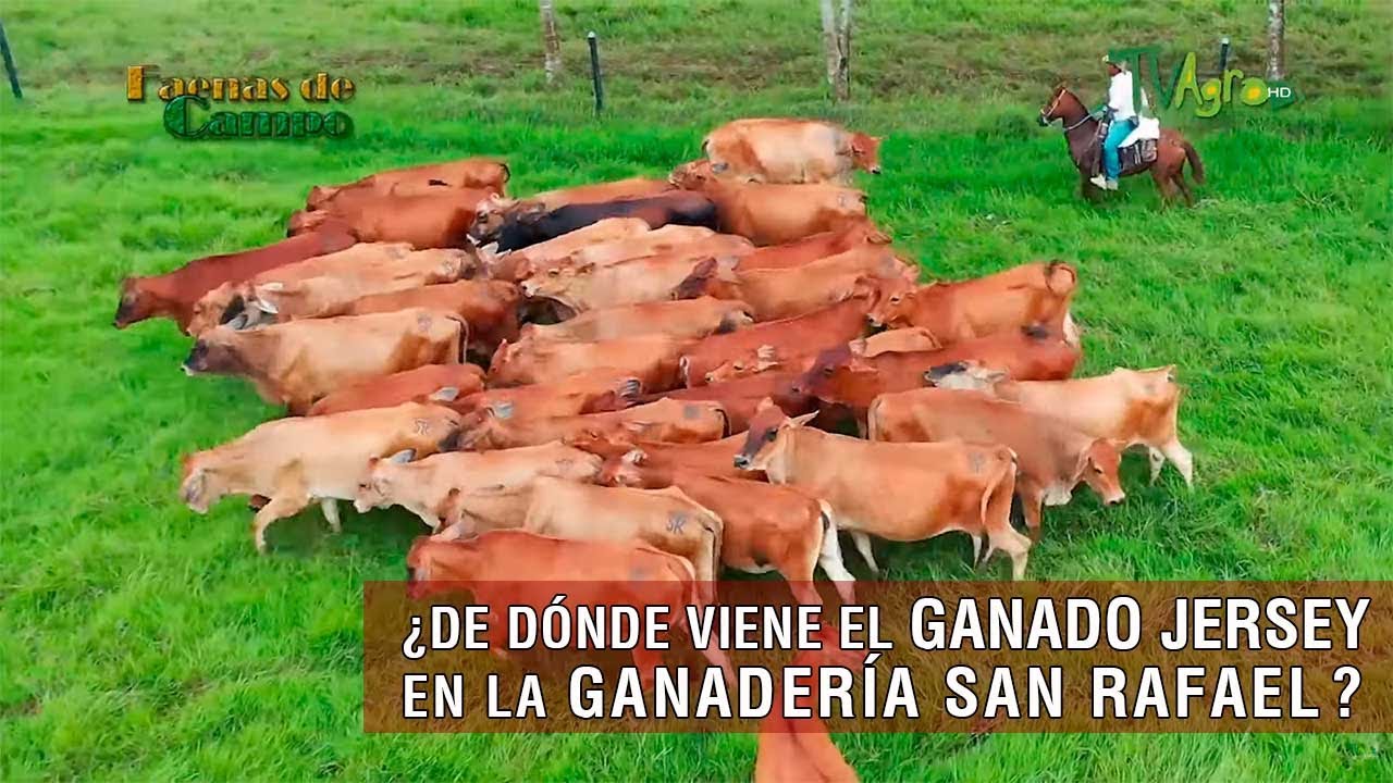 De dónde viene el ganado Jersey en la ganadería San Rafael - TvAgro por Juan Gonzalo Angel Restrepo