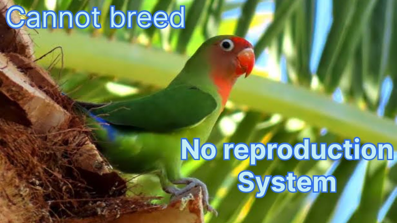 Infertile lovebird | cannot cross ❌ nor lay eggs 🪺 