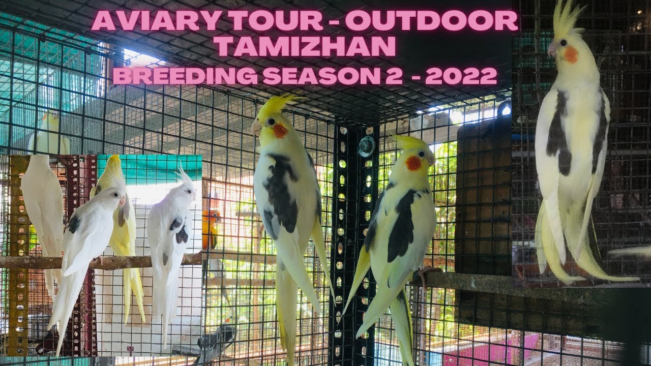 Outdoor Tamizhan Aviary Tour Breeding Season 2 of 2022 - safety in formation/protection from Rats