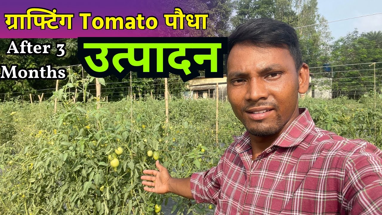 Grafting Tomato Plants Production In West Bengal