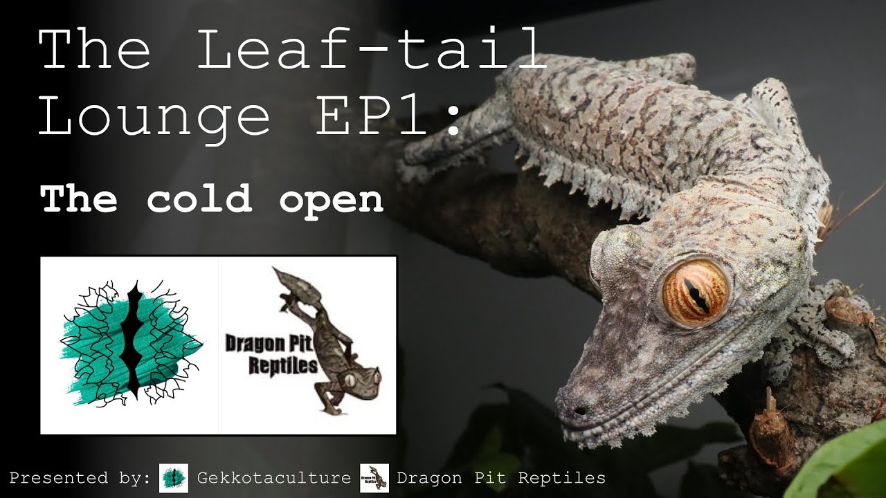 The Leaftail Lounge Ep.1 - Cold open