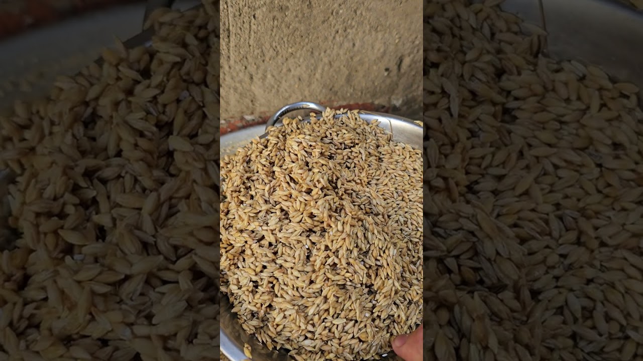 طريقة غسل الشعير للخيل