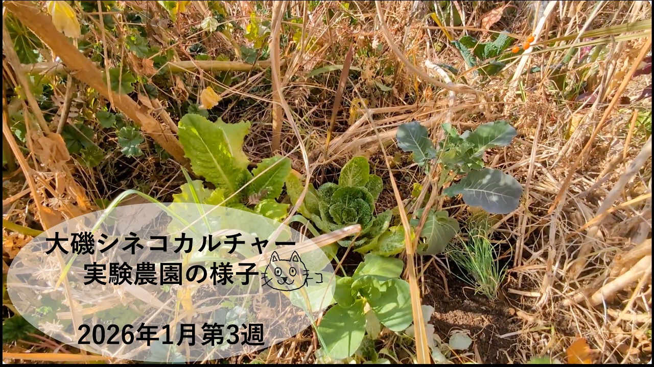 大磯シネコカルチャー実験農園の様子 2026年1月 第3週 