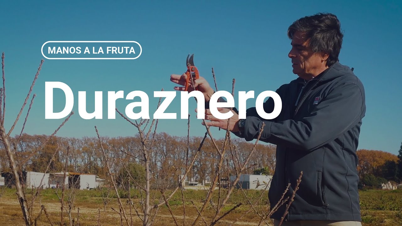 ¿Cómo podar un duraznero?  |  INTA - Manos a la Fruta