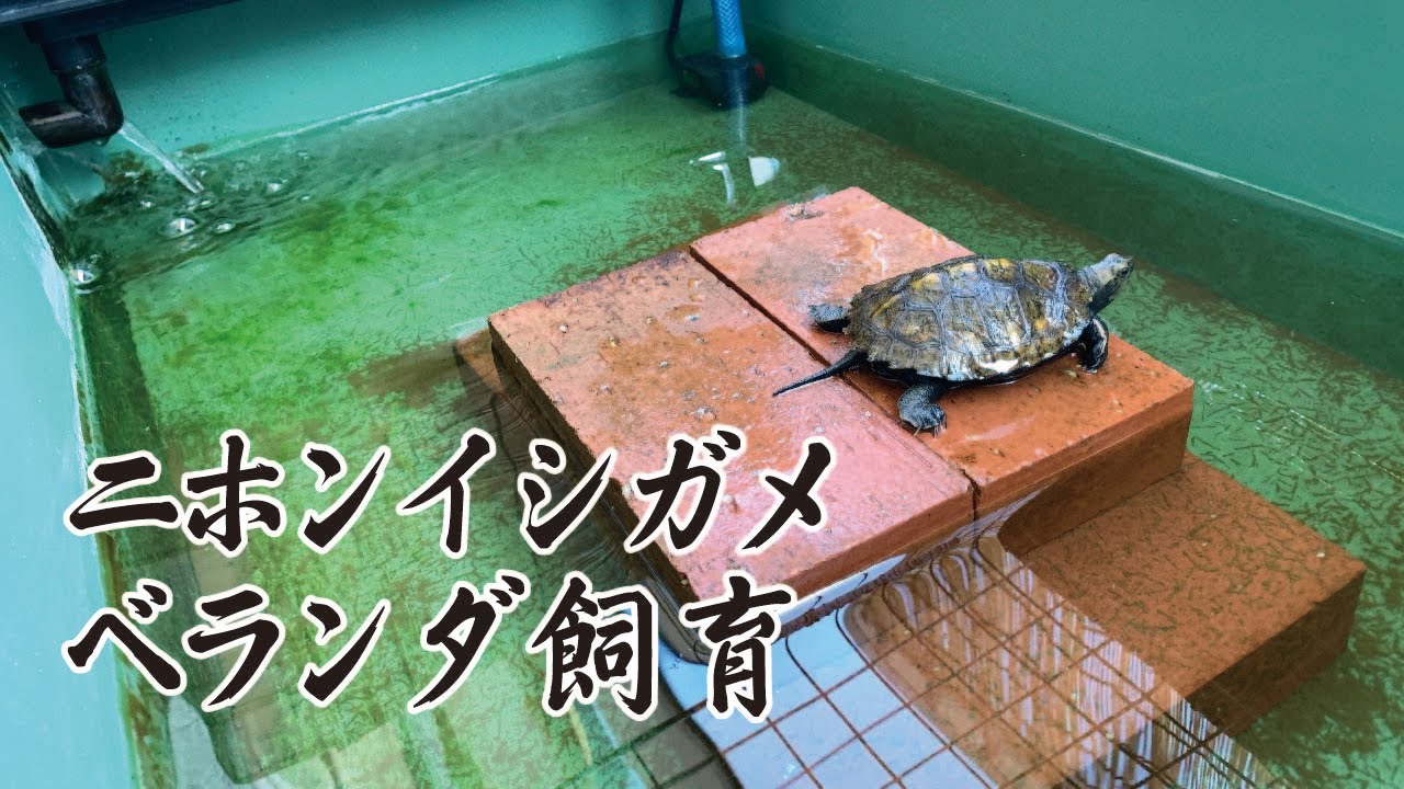 ベランダでカメ飼育