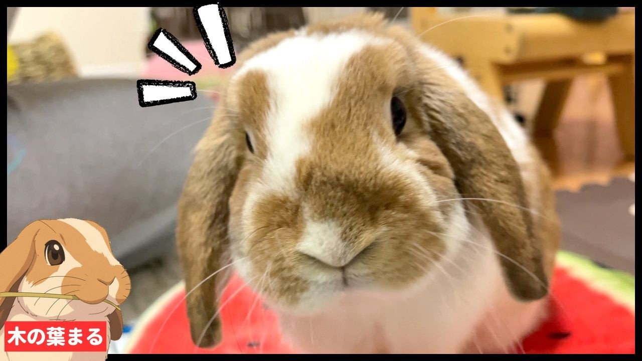 やったった感MAX！掃除中の飼い主をドヤ顔で煽るまるちゃん