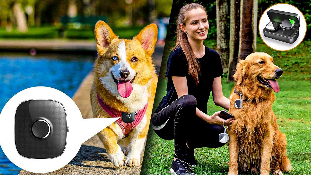 Best GPS Tracker for Pets