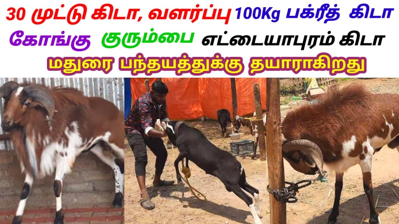 100 kg  எடை வரும் முட்டு கிடா / பக்ரீத் கிடா / மதுரை பந்தயத்துக்கு தயாராகிறது / @tamilvivasayi