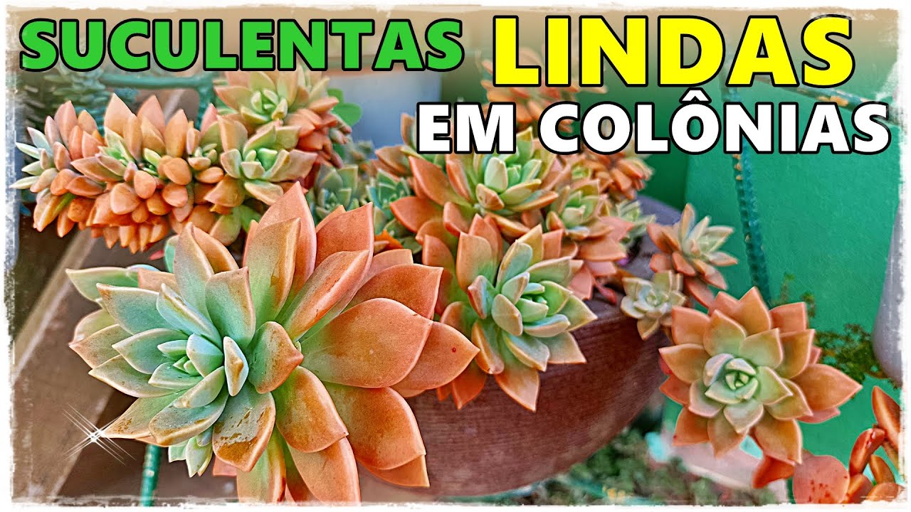 AS 26 MAIS BELAS COLÔNIAS DE SUCULENTAS QUE VOCÊ VAI VER HOJE